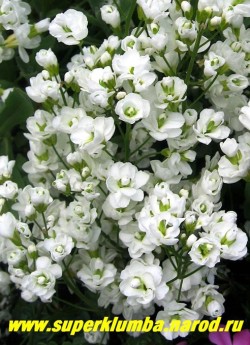 АРАБИС КАВКАЗСКИЙ "Флоре Плено" (Arabis caucasica f. flore-pleno) сорт с белыми махровыми цветками на длинных цветоносах, цветение очень обильное, высота 13-20 см, цветет май-июнь,   ЦЕНА 350 руб (1 дел)