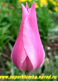 Тюльпан ЛАЙЛЕК ТАЙМ (Tulipa Lilac Time) лилиецветный. Сиренево-розовый с более светлыми краями, среднепоздний, высота 50-60 см  ЦЕНА 70 руб ( 1 лук)