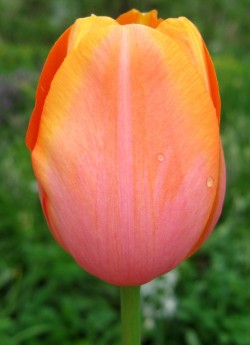 Тюльпан ЮРИЙ ГАГАРИН (Tulipa Dordogne)  серия "Российские гиганты" , класс "простые поздние", бокал сохраняет идеальную форму, его высота 10-12 см , высота стебля до 90 см, поздний, НЕТ В ПРОДАЖЕ