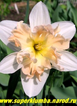 Нарцисс "ПАЛЬМАРЕС" (Narcissus "Palmares") разрезнокорончатый, Околоцветник белый, очень крупная лимонно-розовая сильно разрезанная корона при роспуске со временем полностью розовеет, высота 40 см, диам. цв. 8-10см, среднего срока цветения.   НЕТ В ПРОДАЖЕ
