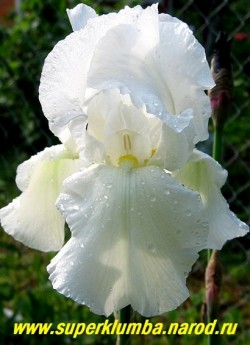 Ирис КАНЧЕНДЖАНГА (Iris Kangchenjunga) крупные чисто-белые с лимонной бородкой цветы, высота до 80 см, среднего срока цветения. НОВИНКА! ЦЕНА 250 руб