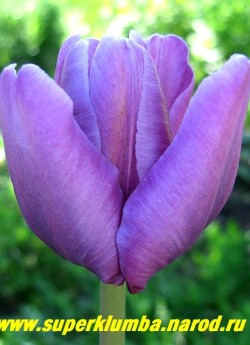Тюльпан БЛЮ ПЭРРОТ (Tulipa Blue Parrot) Попугайный. Крупный чашевидный цветок со светло-сиреневой окраской неровных по краям лепестков, среднепоздний, высота 55-60 см. НЕТ В ПРОДАЖЕ