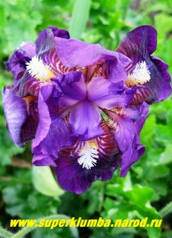 Ирис ВАЙЗ (Iris Wise) Миниатюрный карликовый. Цветок темно-фиолетовый с вишневым рисунком и двуцветной бело-желтой бородкой, ароматный . Ранний, ремонтантный. Высота 15 см, НОВИНКА! НЕТ В ПРОДАЖЕ