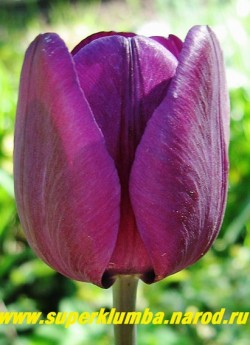 Тюльпан НЕГРИТА (Tulipa Negrita)  класс "триумф", глубокий лиловый цвет, голубая серединка, крепкие до 50 см цветоносы и длительное цветение делает этот сорт пригодным для отличной срезки. ЦЕНА 
80 руб ( 1 лук).