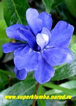 БАРВИНОК МАЛЫЙ МАХРОВЫЙ (Vinca minor f. multiplex) редкая махровая разновидность. Цветы синие махровые с небольшим высветлением в центре. Высота 10-15 см, цветет май-июнь.  ЦЕНА 300 руб (делёнка)