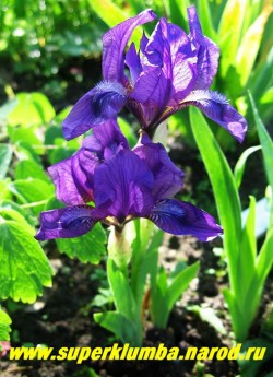 кустик ИРИСА КАРЛИКОВОГО "ЛИЛОВОГО" (Iris pumila) в высоту всего 10-15 см с крупным цветком, это самый ранний бородатый ирис в моем саду. ЦЕНА 200 руб