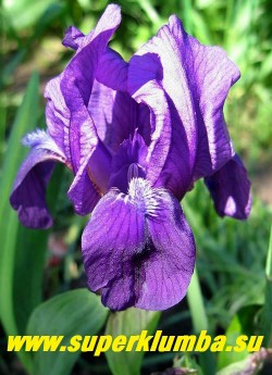 Ирис карликовый "ЛИЛОВЫЙ" (Iris pumila) Миниатюрный карликовый, бархатный лилово- фиолетовый с голубой бородкой, выс. 15 см, самый ранний , цветет в мае, Неприхотливый и зимостойкий.  ЦЕНА 200 руб