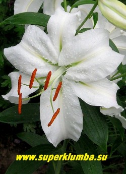 Лилия СИБИРЬ (Lilium Siberia) Цветок крупным планом. ЦЕНА 200 руб (1шт)