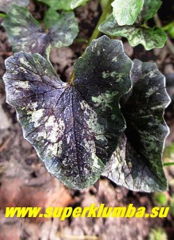 ЧИСТЯК ВЕСЕННИЙ "Бремблинг» (Ranunculus ficaria «Brambling») молодой лист темно-пурпурный с серебристыми пятнами разбросанными в хаотичном порядке. НОВИНКА! ЦЕНА 350 руб  (делёнка)