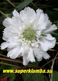 СКАБИОЗА КАВКАЗСКАЯ "Белая"  (Scabiosa caucasica).
  Многолетняя скабиоза с очень крупными ( до 7 см )  белоснежными соцветиями.  на высоких до 70см цветоносах.  Листья   ланцетные  сизоватые, собраны с прикорневую розетку.  Цветет с июля 30-35 дней.  НОВИНКА!  ЦЕНА 300 руб (1 дел)