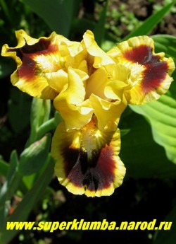 Ирис ДЖАЗАМАТЕЗЗ (Iris Juzzamatazz) SDB/Blyth/86/ 38см. Средне-позднего  срока цветения. Сильногофрированный, лимонные верхние и темно-коричневые с желтой каймой нижние лепестки; бородка желтая. ЦЕНА 250 руб  (1 шт)