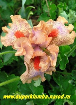 Ирис ЭМЬЮЗИНГ (Iris Amusing) Стандартный карликовый. Цветок кораллово-розовый с темно-пурпурными штрихами на лепестках и оранжево-красной бородкой. Гофрированный. Среднего срока цветения. Высота 20 см.  НЕТ  В ПРОДАЖЕ