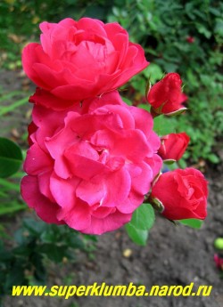 РОЗА № 2 полуплетистая, малиново-красная, яркая, нарядная, диаметр цветков 5-6 см, цветет с июля.  ЦЕНА 400-600 руб (3-5 летка)