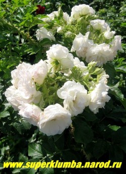 РОЗА МОРЩИНИСТАЯ "ПОЛАРЕИС" (Rosa rugosa "Polareis") очень красивый сорт розы морщинистой с густомахровыми крупными белыми с розовым оттенком цветами. Высота до 2-м. Колючая, прекрасная зимостойкая живая изгородь. НЕТ В ПРОДАЖЕ