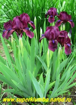 Кустик ириса ЧЕРРИ ГАРДЕН (Iris Cherry Garden) в моем саду, во время цветения неизменно привлекает всеобщее внимание. ЦЕНА 200 руб (1 шт)  или 350 руб кустик (деленка из 3 лопаток)