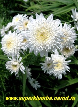 ПИРЕТРУМ ГИБРИДНЫЙ "Махровый белый" (Pyrethrum hybridum f. flore plena alba) очень красивые белые густомахровые соцветия 5-6 см в диаметре, цветет июнь-июль, высота 50 см,  ЦЕНА 450 руб (1 шт) НЕТ  НА ВЕСНУ