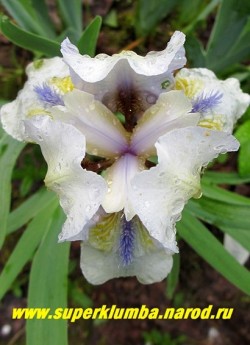 Ирис КРАЙ БЕЙБИ (Iris Cry Baby) Стандартный карликовый. Цветок белый с голубым оттенком , желтым рисунком и голубой бородкой. Среднего срока цветения, высота 20см. Ремонтантный: цветет дважды - весной и осенью. НОВИНКА! ЦЕНА 200 руб ( 1шт)  или 350 руб (кустик-деленка из 2-3 лопаток)