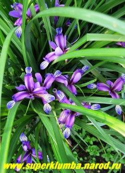 ИРИС ЗЛАКОВИДНЫЙ (Iris graminea)  узкие листья формируют очень декоративный куст до 30см высоты, похожий на куст злака, с очень яркими цветками фиолетово-пунцовой окраски, цв. июнь, ЦЕНА 250 руб (1 делёнка)