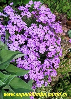 кустик ФЛОКСА ШИЛОВИДНОГО "Пепл бьюти" (Phlox subulata "Purple beauty") на горке. ЦЕНА 
300 руб  (1 кустик)