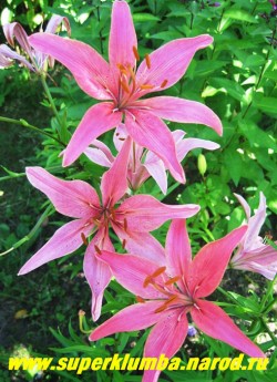 Лилия азиатская  БЫЛИНА. Бульбоносная, кремово-розовая с небольшим крапом в горле, цветок в форме звезды. Цветет июль, высота до 80 см,  НЕТ В ПРОДАЖЕ