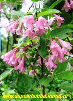 ВЕЙГЕЛА РАННЯЯ (Weigela praecox)  листопадный кустарник  с розовыми колокольчатыми цветами, обильно покрывающем куст во время цветения. Цветет с начала июля 20-25 дней. Высота до 2м. ЦЕНА 500 руб (взрослый куст: 5 летка)