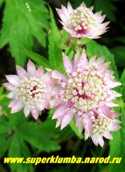 АСТРАНЦИЯ БОЛЬШАЯ ( Astrantia major) Цветки бледно-розовые, в простых зонтиках диаметром 3,5-5 см. Листочки обертки бледно-розовые. Хорошо растет как на солнце, так и в тени. ЦЕНА 200 руб (1дел)