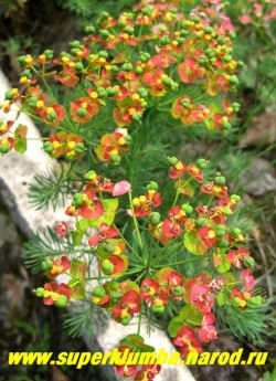 соцветие МОЛОЧАЯ КИПАРИСОВОГО (Euphorbia cyparissias)  цветы душистые. Это растение довольно быстро разрастается, поэтому рационально будет посадить его в большом кашпо или другой емкости. ЦЕНА 250 руб (кустик)