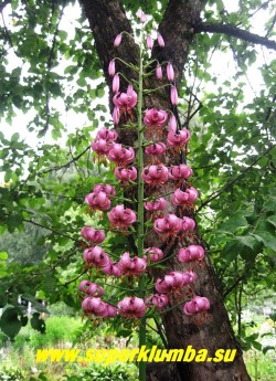 Лилия МАРТАГОН / кудреватая, саранка, (Lilium martagon)   Фото соцветия.  ЦЕНА 400 руб (1 лук)