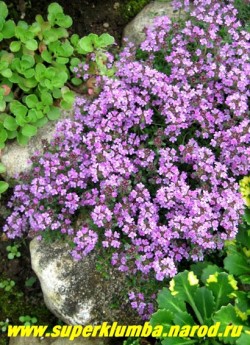 ТИМЬЯН ПОЛЗУЧИЙ "Пепл бьюти" (Thymus serpyllum "Purple beauty") Многолетнее растение 5-10 см высотой с ползучими волосистыми стеблями густо усаженными мелкими овальными листочками. Цветет сплошным ковром пурпурно-лиловыми цветами, собранными в головчатые соцветия, в июле — августе 25-30 дней. Очень красив на горке и бордюре. ЦЕНА 300 руб (1 деленка)