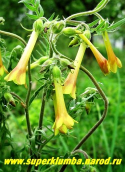 цветы СИНЮХИ МАЛОЦВЕТКОВОЙ (Polemonium pauciflorum). Длинные ( 5см) трубчатые цветки желтого цвета с внешними красными тенями . цветет обильно в июле-августе. Маложивущий многолетник, но успешно возобновляется самосевом. НЕТ  В ПРОДАЖЕ