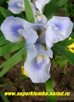 Ирис СЛИПИ ТАЙМ (Iris Sleepy Time) Миниатюрный карликовый. Нежно голубой, под белой бородкой более темное голубое пятно с рисунком. высота всего 12-15см, ранний. ЦЕНА 200 руб  или 350 руб (кустик-деленка из 2- 3 лопаток)