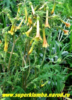 СИНЮХА МАЛОЦВЕТКОВАЯ (Polemonium pauciflorum) очень редкая и прелестная синюха с длинными трубчатыми цветками желтого цвета с красными тенями, высота до 40см , на зиму необходимо профилактическое укрытие.  НЕТ  В ПРОДАЖЕ