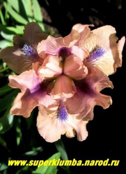 Ирис ЧАНТЕД (Iris Chanted) Стандартный карликовый, розовый с синей бородкой и синими прожилками под ней, "Парящие" нижние лепестки, неприхотливый,хорошо нарастает, очень ранний , высота 25-35 см, ЦЕНА 250 руб ( 1 шт)