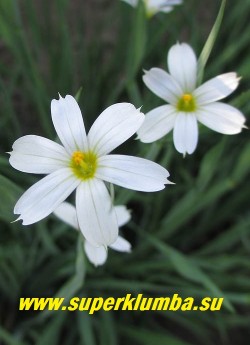 СИСЮРИНХИЙ УЗКОЛИСТНЫЙ "Белый" (Sisyrinchium angustifolium "Album") Цветок крупным планом. Диаметр цветка 2,5- 3 см. ЦЕНА 250 руб  (кустик)