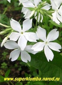 ФЛОКС РАСТОПЫРЕННЫЙ "Фуллерз Уайт" (Phlox divaricata "Fuller''s White") Цветы крупным планом. ЦЕНА 250 руб. (1 дел)