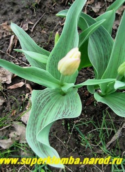 Тюльпан КВЕБЕК (Tulipa Quebec')  тюльпан Грейга. , Темные полосы на листве особенно контрастны в начале роспуска. НЕТ В ПРОДАЖЕ