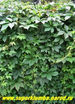 ВИНОГРАД ДЕВИЧИЙ ПЯТИЛИСТОЧКОВЫЙ или ВИРГИНСКИЙ (Parthenocissus quinquefolia)  Крупная вьющаяся лиана до 15-20 м. Листья сложные, пальчатые. Плод — синевато-черная ягода с сизым налетом. длина до 13 м , Растет очень быстро, теневынослив. Весьма морозостоек, без укрытия, ЦЕНА 300 руб (3 летки)