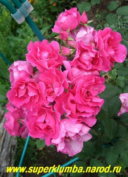 РОЗА " ЭЛЬВЕШОРН " на кусту, Эта роза прекрасно себя чувствует в любых условиях и обильно цветет все лето крупными кистями изящной формы цветков , Сияющий ярко-розовый цвет не выгорает, и очень красив. НЕТ  В ПРОДАЖЕ
