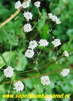 ГИПСОФИЛА МЕТЕЛЬЧАТАЯ или КАЧИМ " Флоре плена" (Gypsophila paniculata f. plena) цветет миниатюрными белыми махровыми розочками, высота до 50 см, цветет июль-август. НЕТ  В ПРОДАЖЕ