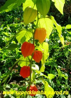 ФИЗАЛИС ФРАНШЕ или "Китайский фонарик" (Phisalis franchetii) яркий сухоцвет незаменимый в зимних букетах, декоративны красно-оранжевые чашечки с плодами внутри, на одном стебле их может образовываться до 15 шт , высота до 60см, цветет июль- август, ЦЕНА 200 руб (1 шт)