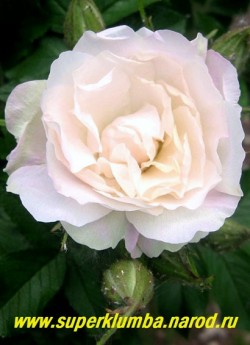 РОЗА МОРЩИНИСТАЯ "ПОЛАРЕИС" (Rosa rugosa "Polareis") цветок крупным планом. НЕТ В ПРОДАЖЕ