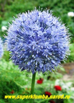 ЛУК ГОЛУБОЙ (Allium caeruleum) крупные ярко-голубые соцветия диаметром 6-7 см, съедобен, листья и луковицы имеют слабый чесночный привкус, высокодекоративен, идеален на альпийских горках, цветет июль-август, высота 60-70 см, НЕТ В ПРОДАЖЕ