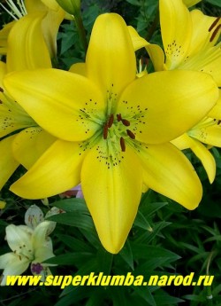 Лилия ИВЕРНА (Lilium  Iverna) Азиатский гибрид. Цветок крупным планом. ЦЕНА 200 руб (1 шт)