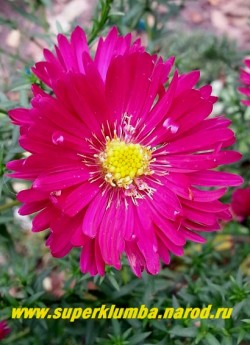 АСТРА КУСТАРНИКОВАЯ "Дженни" (Aster dumosus "Jenny") цветок крупным планом. НОВИНКА! ЦЕНА 250 руб.(1 делёнка