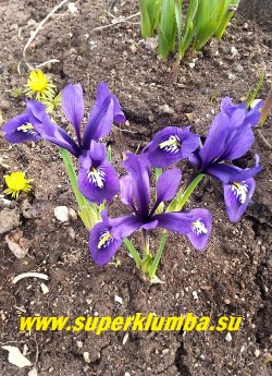 ИРИДОДИКТУМ СЕТЧАТЫЙ  ХАРМОНИ  (Iridodictyum reticulata Harmony)  Темные  сине-фиолетовые  цветы с ярким желтым пятном на лепестках. Высота 5-10см. Цветение апрель-начало мая.  НОВИНКА!  НЕТ В ПРОДАЖЕ.