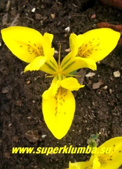 ИРИДОДИКТУМ ДАНФОРД  (Iridodictyum danfordiae)  Цветки желтые  с темно-желтым пятном в основании лепестков и коричневым крапом, 5—7 см в поперечнике.  Высота 5-10см, цветет в  апреле-начале мая.   НЕТ В ПРОДАЖЕ.