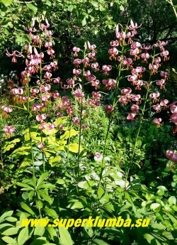 Лилия МАРТАГОН / кудреватая, саранка (Lilium martagon) величественная высокая лилия с некрупными чалмовидными, поникающими сиренево розовыми цветками до 50 на цветоносе, с сильным ароматом,  высота до 160 см, цветет июль, предпочитает расти в полутени, неприхотливая, но размножается медленно.  ЦЕНА 400 руб (1 лук)