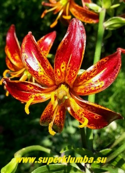 Лилия МАРТАГОН  гибрид  "АРАБИАН НАЙТ" (Lilium martagon "Arabian Knight").  Цветок крупным планом.  ЦЕНА 600 руб (1 шт)