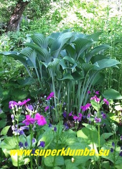 Хоста КРОССА РЕГАЛ (Hosta Krossa Regal) размер ML. Благодаря вертикальному характеру роста, эта хоста отличный фон для более низких растений. Нарастает довольно хорошо. ЦЕНА 250 руб