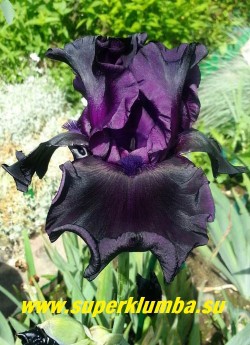 Ирис ГОСТ ТРЕЙН (Iris Ghost Train)
 Сильно гофрированный черный ирис с цветками идеальной формы на высоких стройных цветоносах.
  Среднего срока цветения.
Награды: НС-99, HM-02, AM-04. НОВИНКА!  ЦЕНА 400 руб